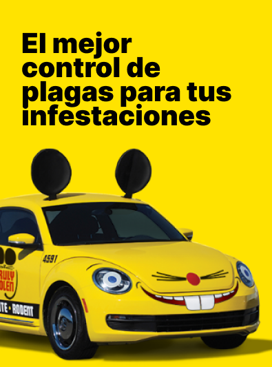 Banner Mobile