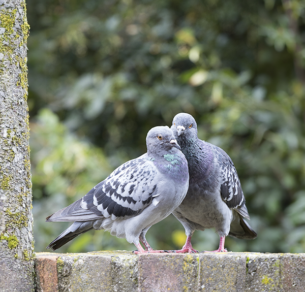 Aves (Palomas, Gorriones, Estorninos)