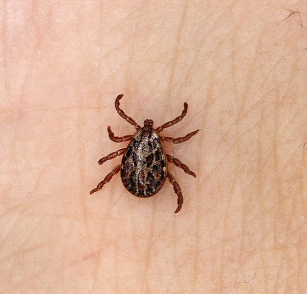 Hematófogos (Garrapatas, Pulgas)